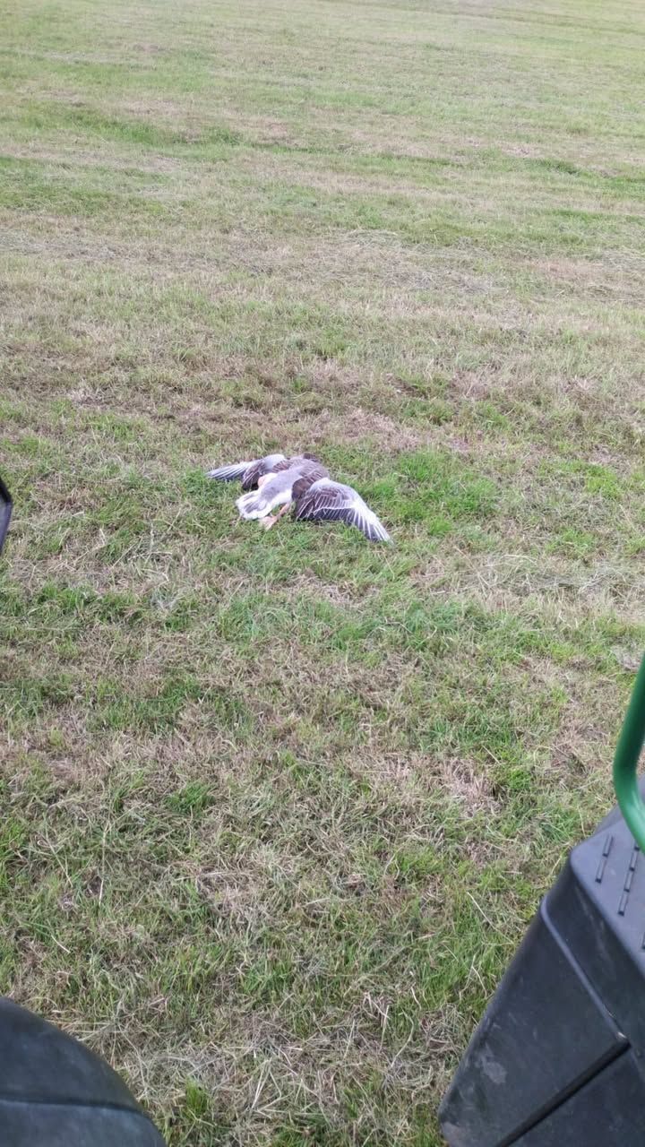 Jungtierzeit – und trotzdem wird geschossen!