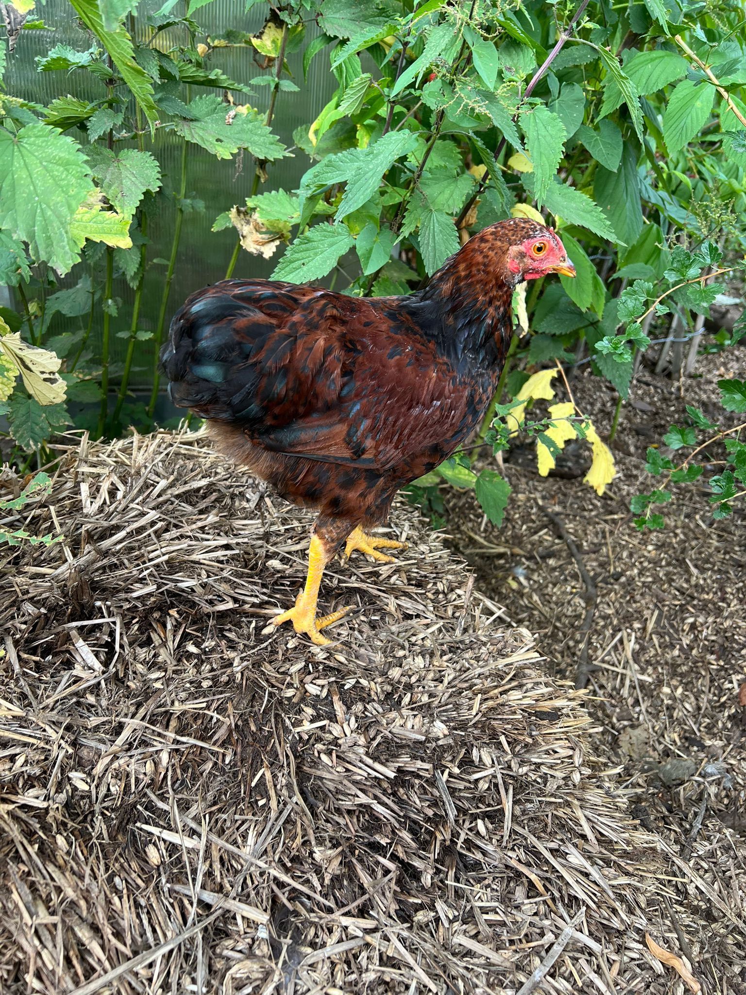 Hähne suchen dringend ein liebevolles Zuhause