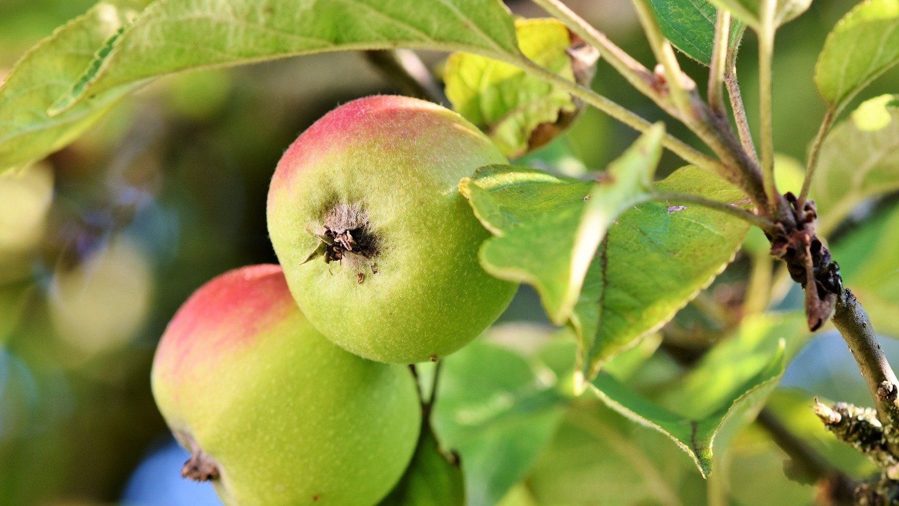 Ist Fructose (Fruchtzucker) ungesund?