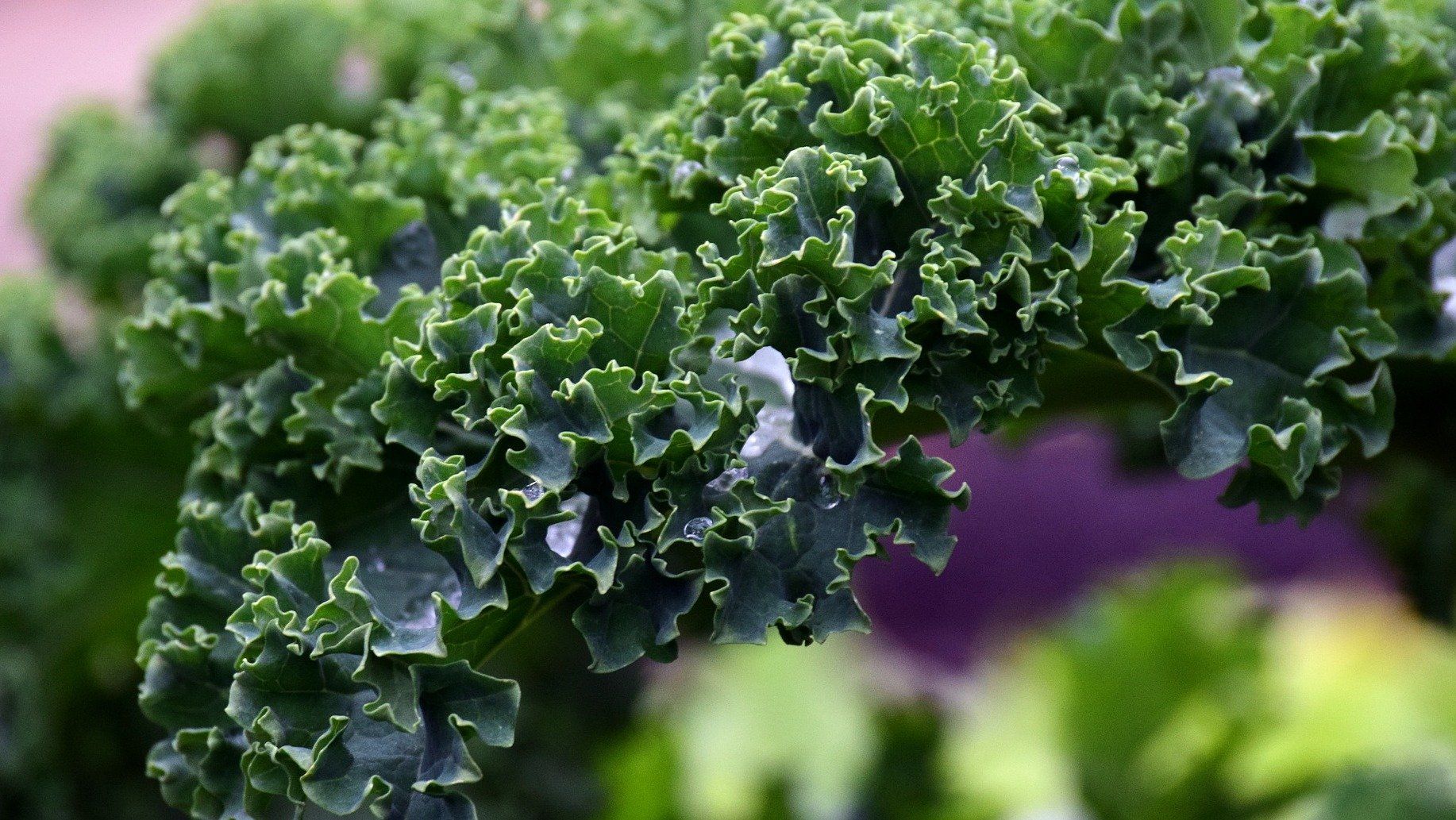 Chlorophyll - für die Gesundheit