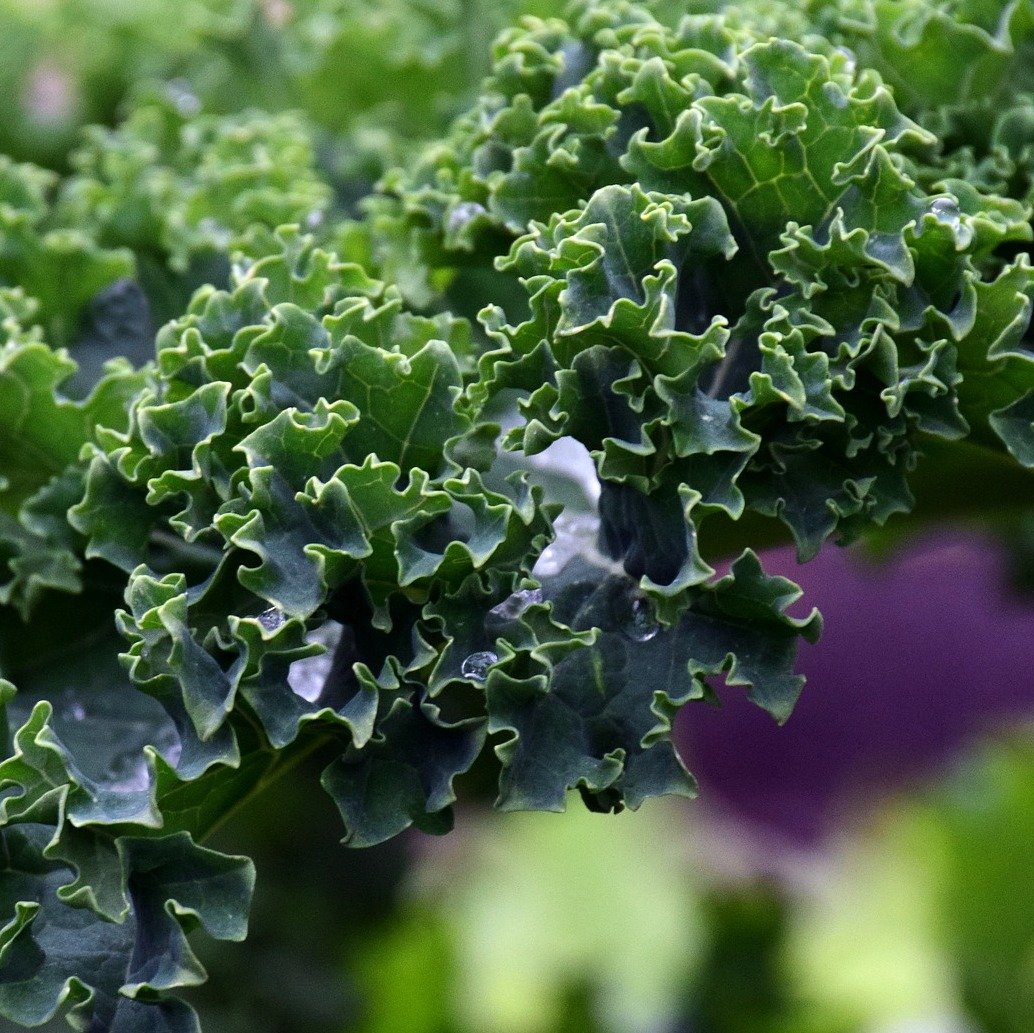 Chlorophyll - das grüne Blut für unsere Gesundheit