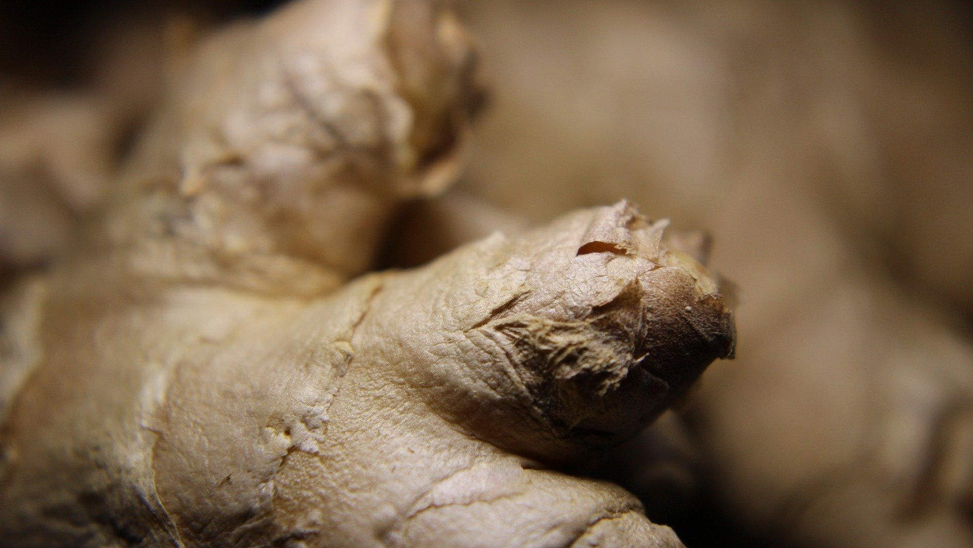 Ingwer - Wurzel mit Heilkräften