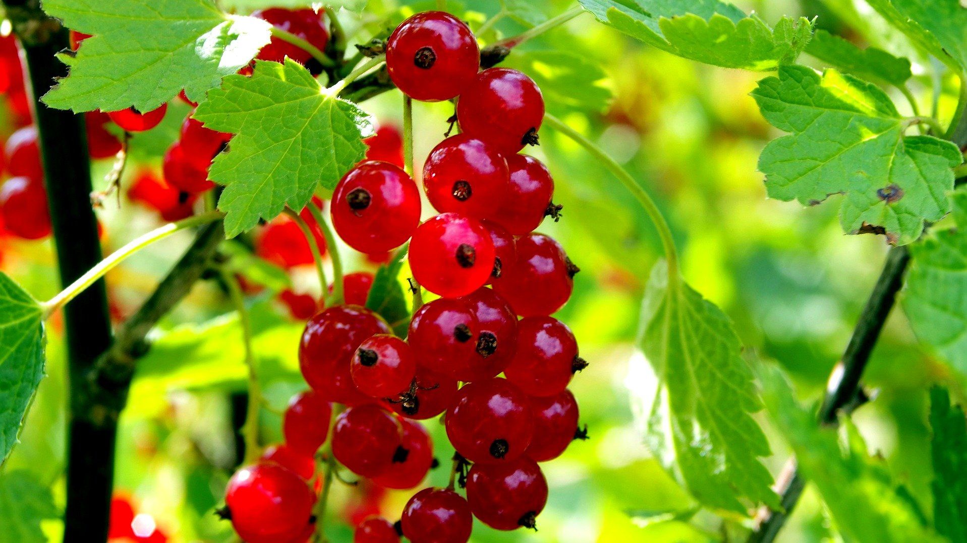 Beeren machen schön