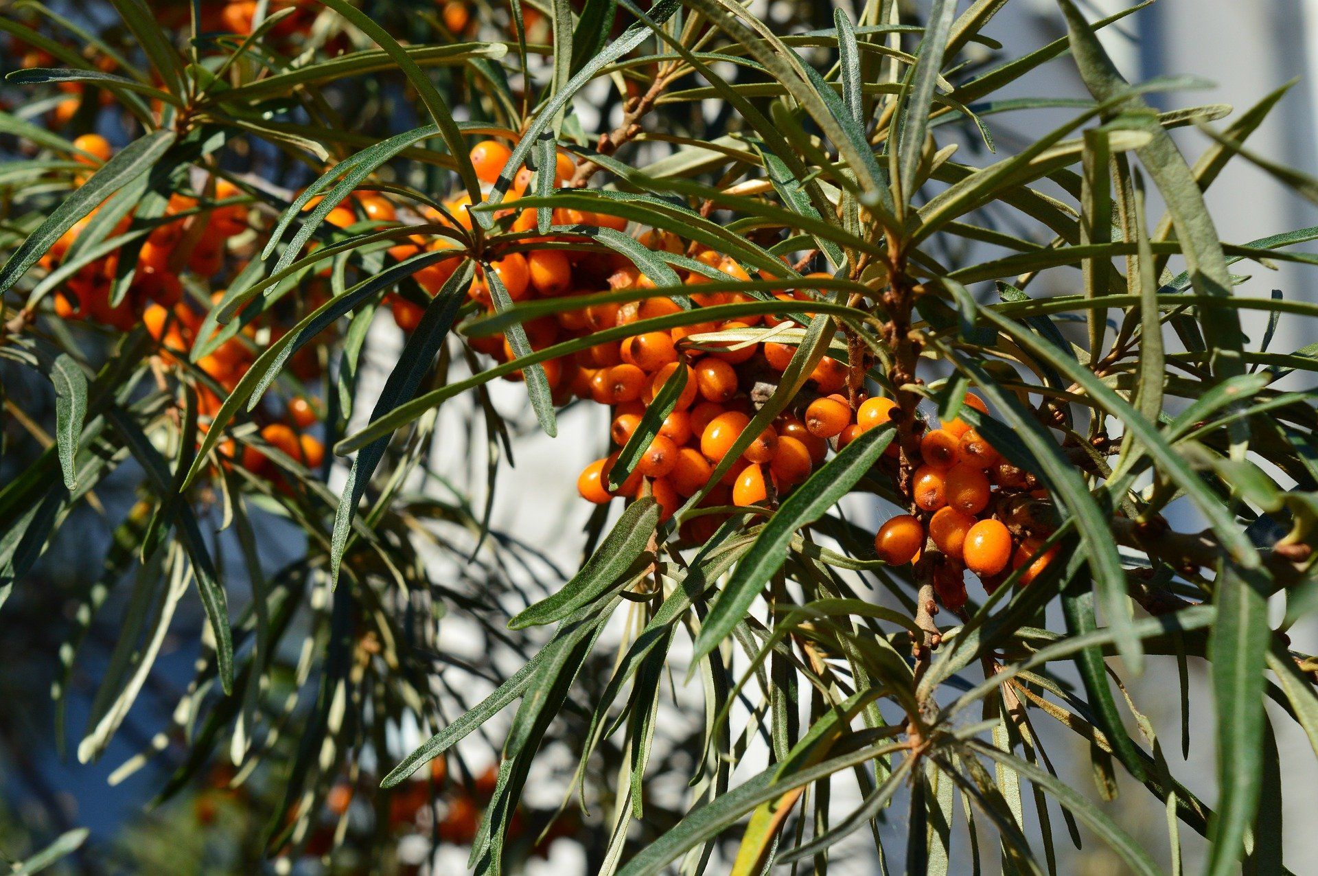 Sanddorn - kleine Vitamin C - Bomben