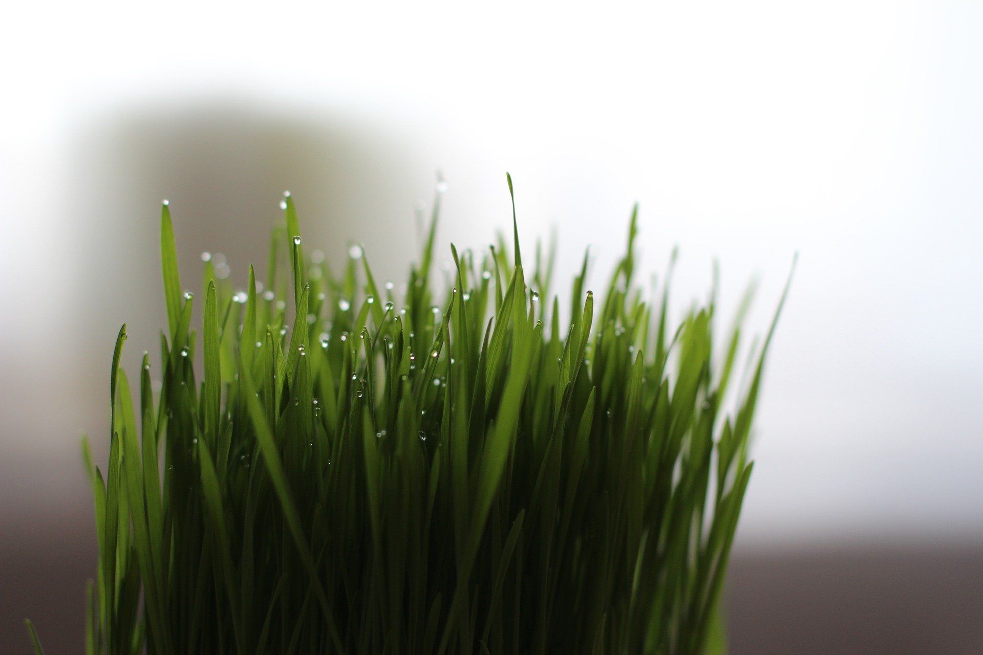 Weizengrassaft - die Kraft für tägliches Wohlbefinden