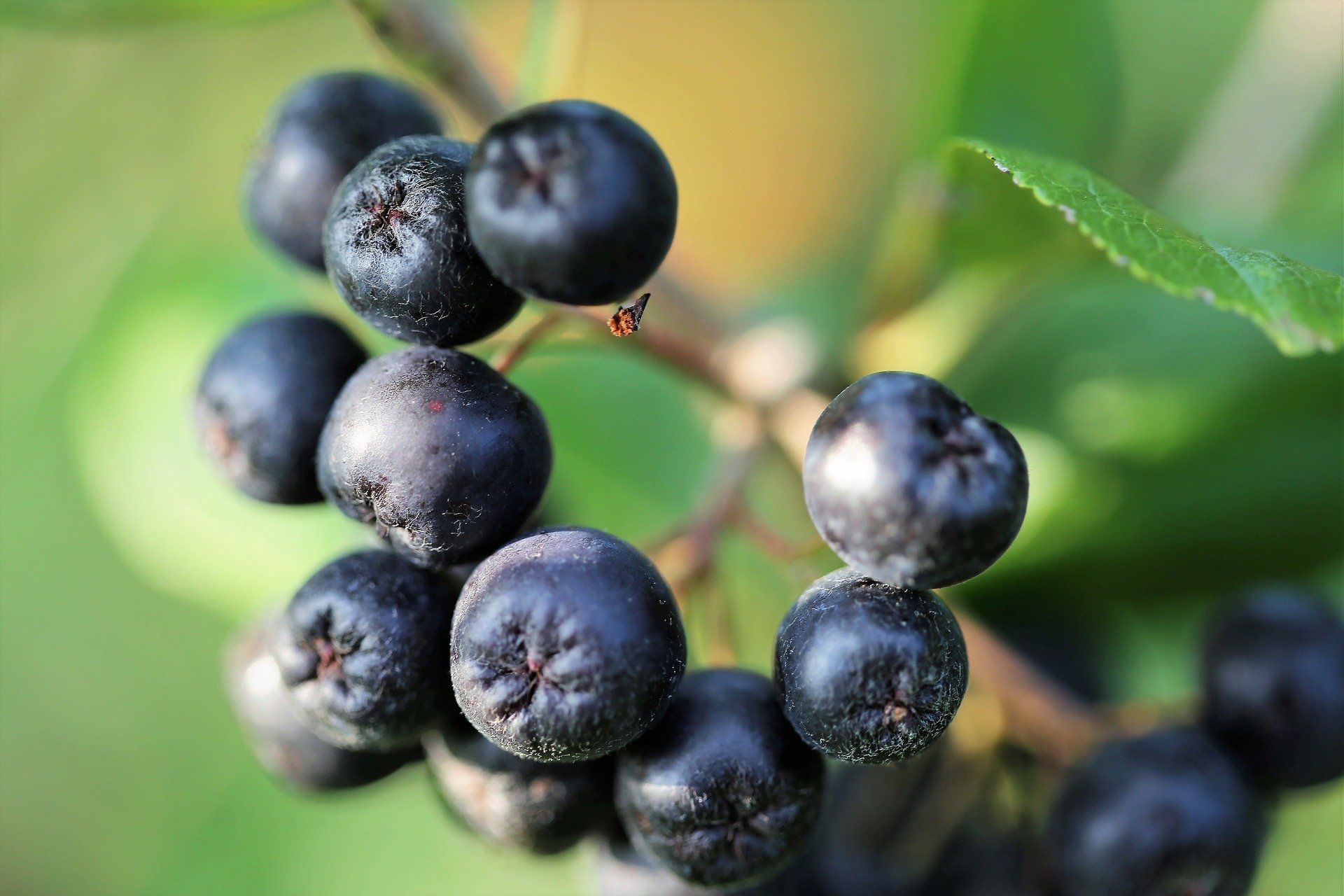 Aronia - kleine Beere mit starker Wirkung - reich an OPC