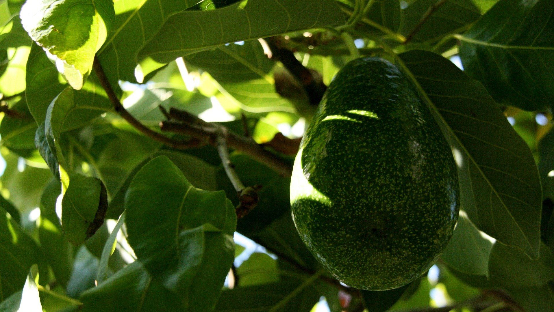 Avocado - gesunde Frucht mit schlechter Ökobilanz?