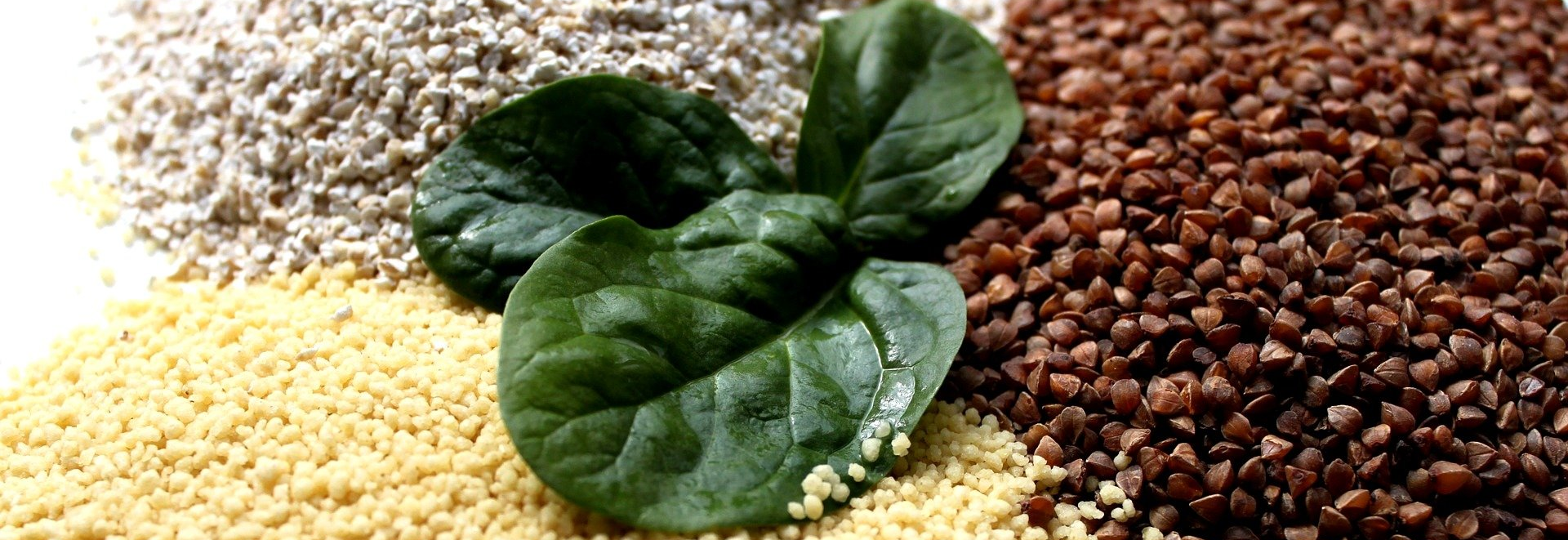 Pseudogetreide liefern hochwertige Eiweisse