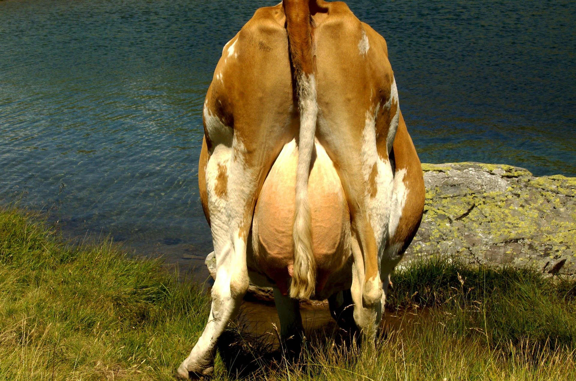 Milch als Ramschprodukt