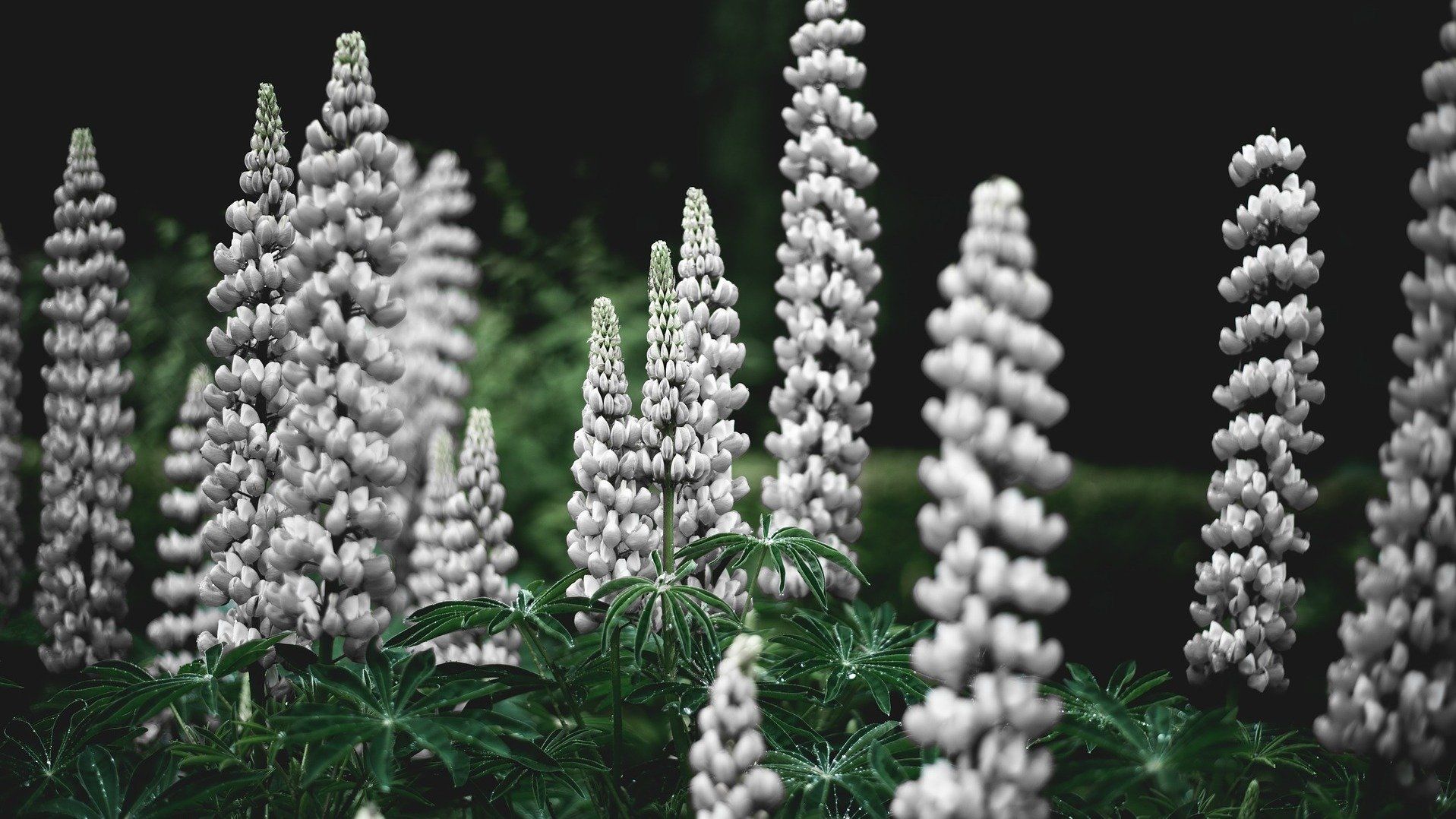 TOP Vegane Proteinquellen