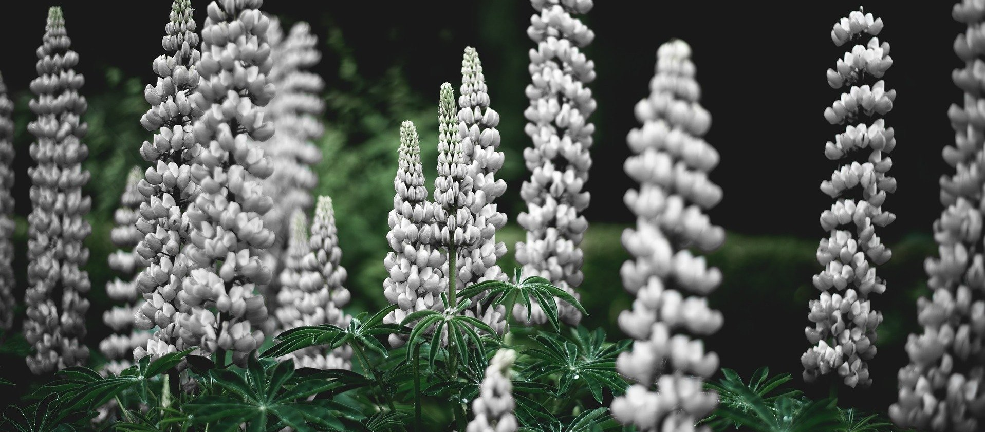 Lupinenprotein - hervorragende Eiweissquelle