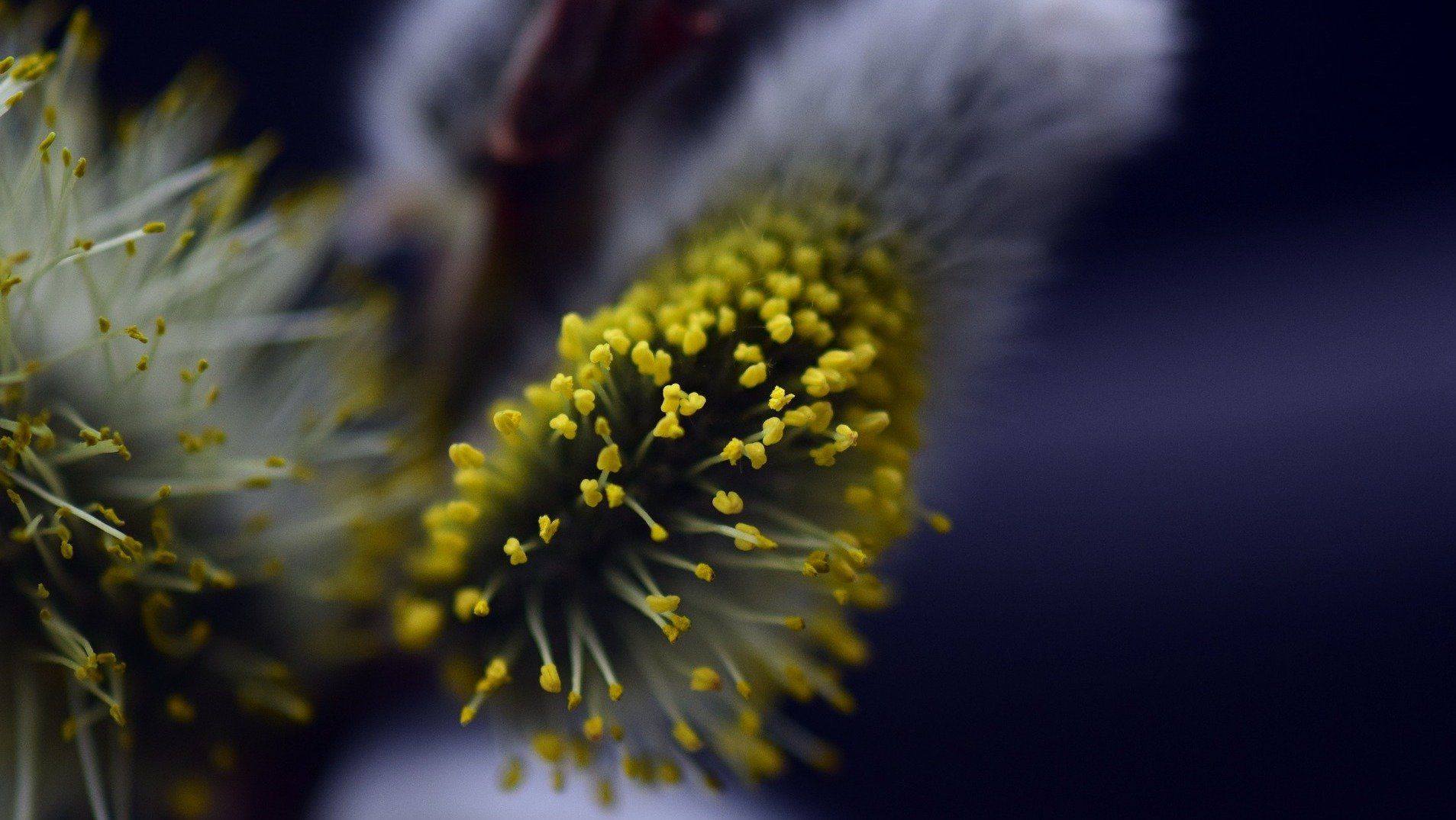 Heuschnupfen natürlich bekämpfen