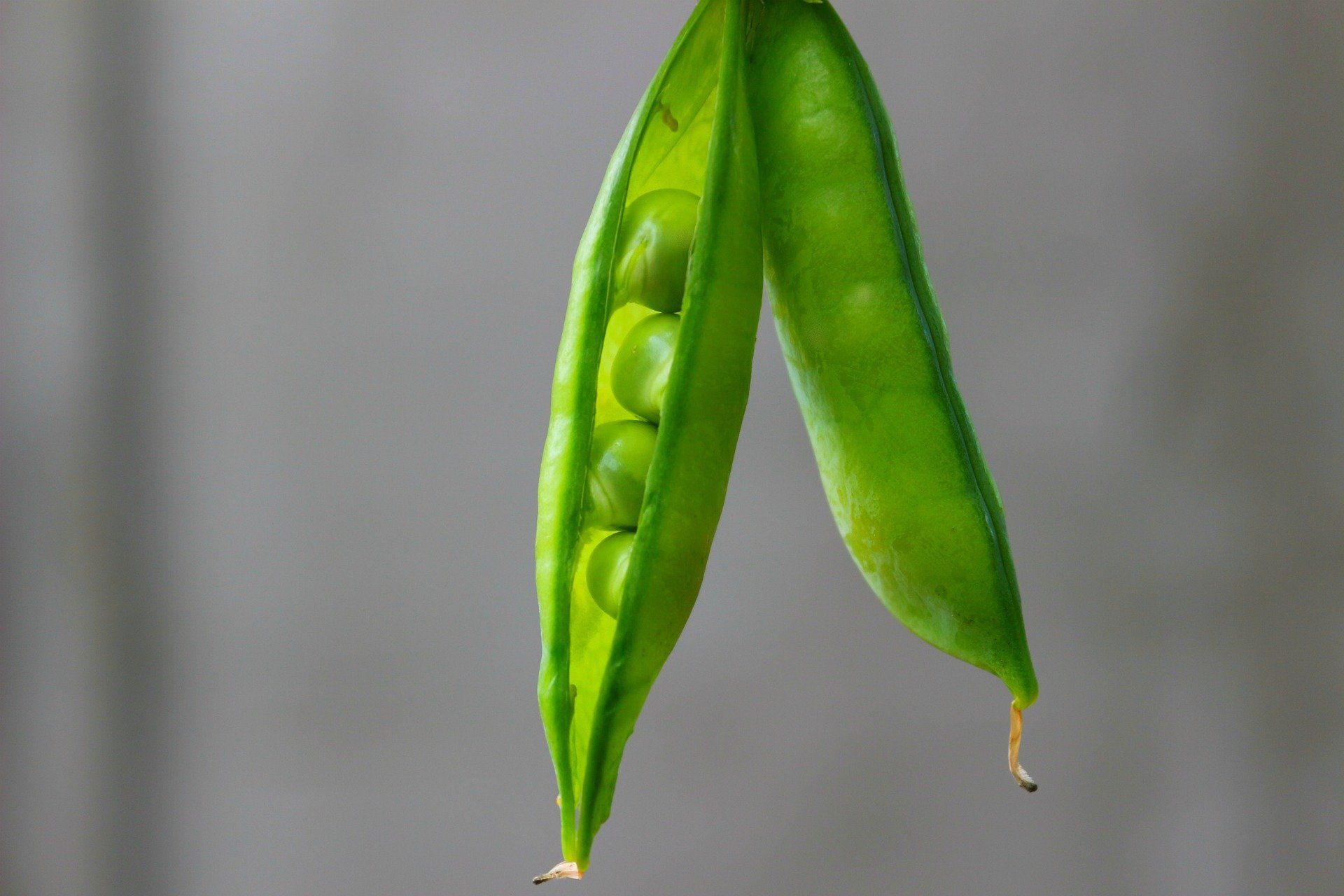 Vegan Protein - Erbsenprotein