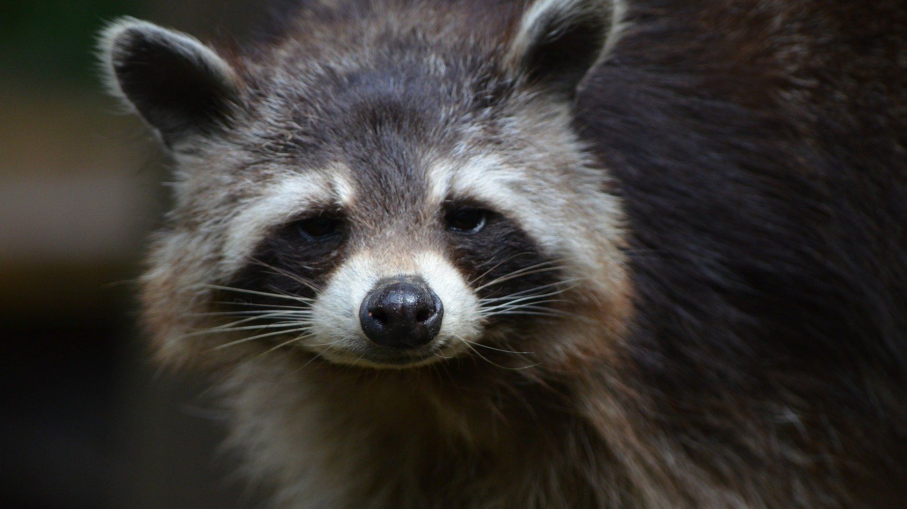 Sport und Pelz - ein NoGo