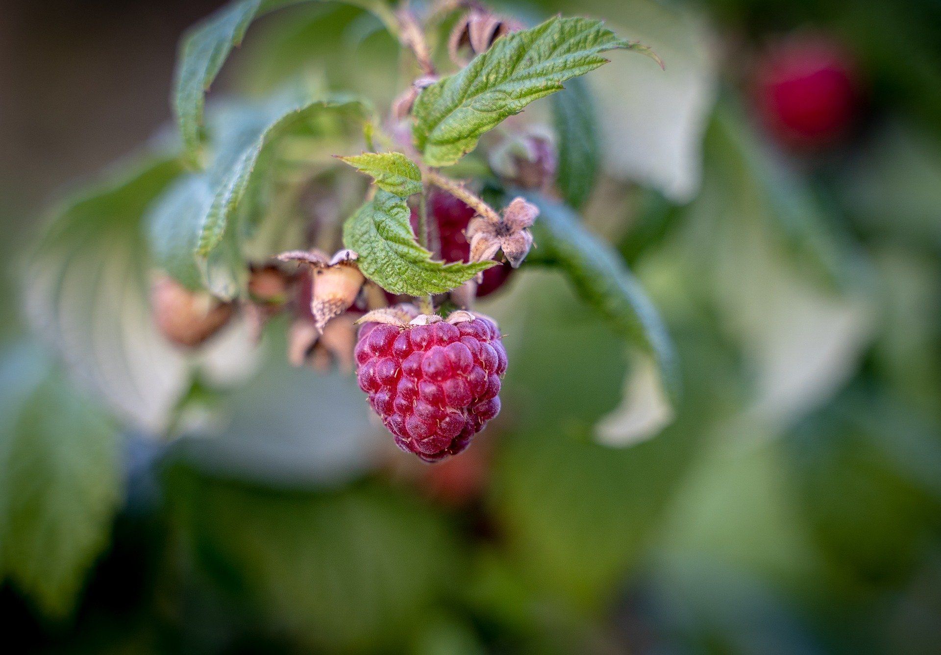 Himbeeren - die regionalen Powerbeeren