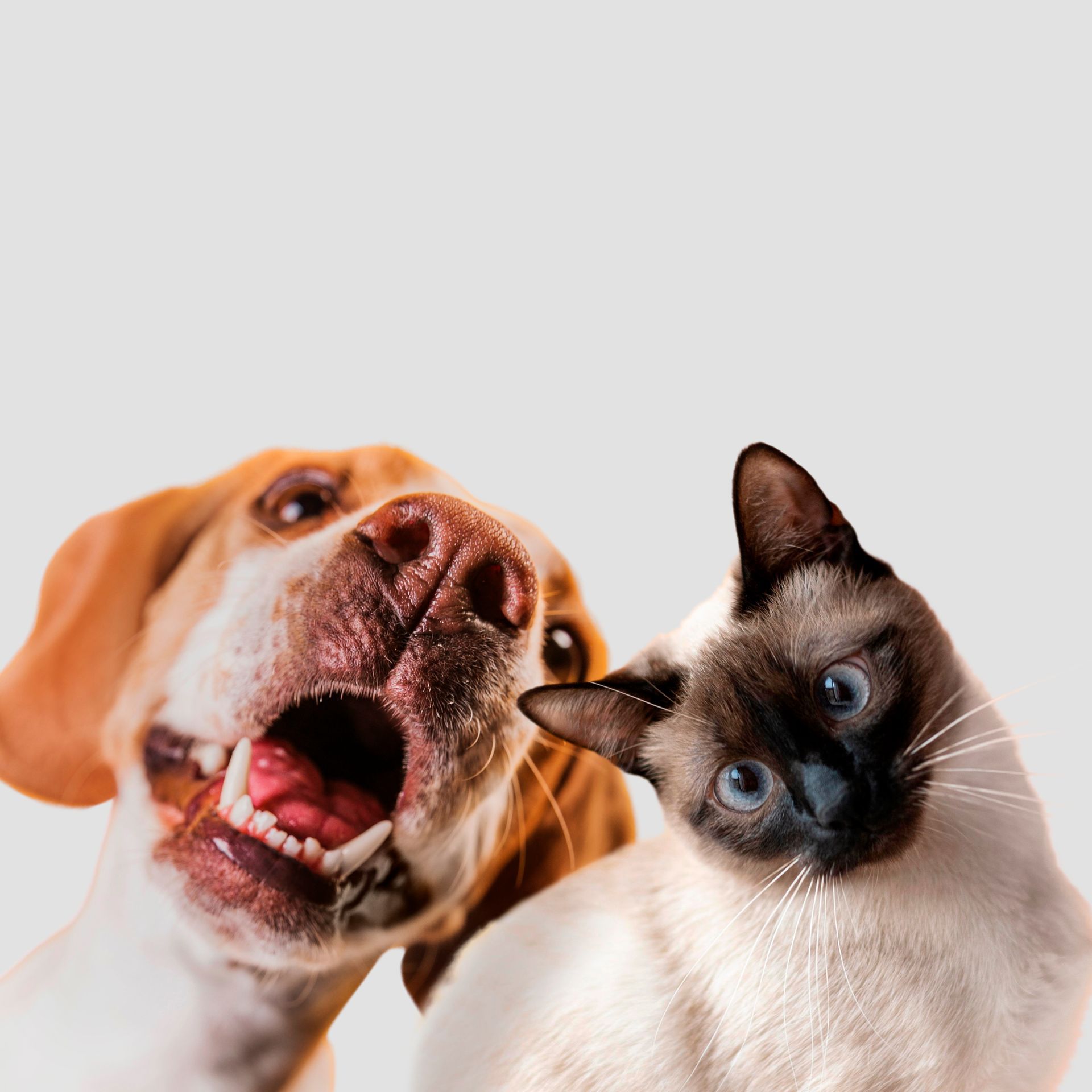 redaction web animaux et services vétérinaires