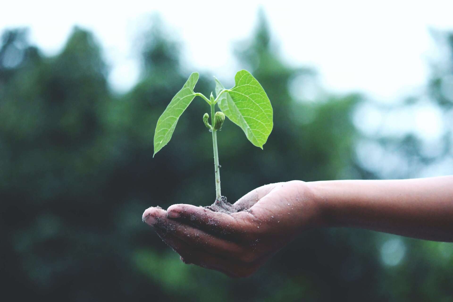 Rédaction web spécialisée écologie