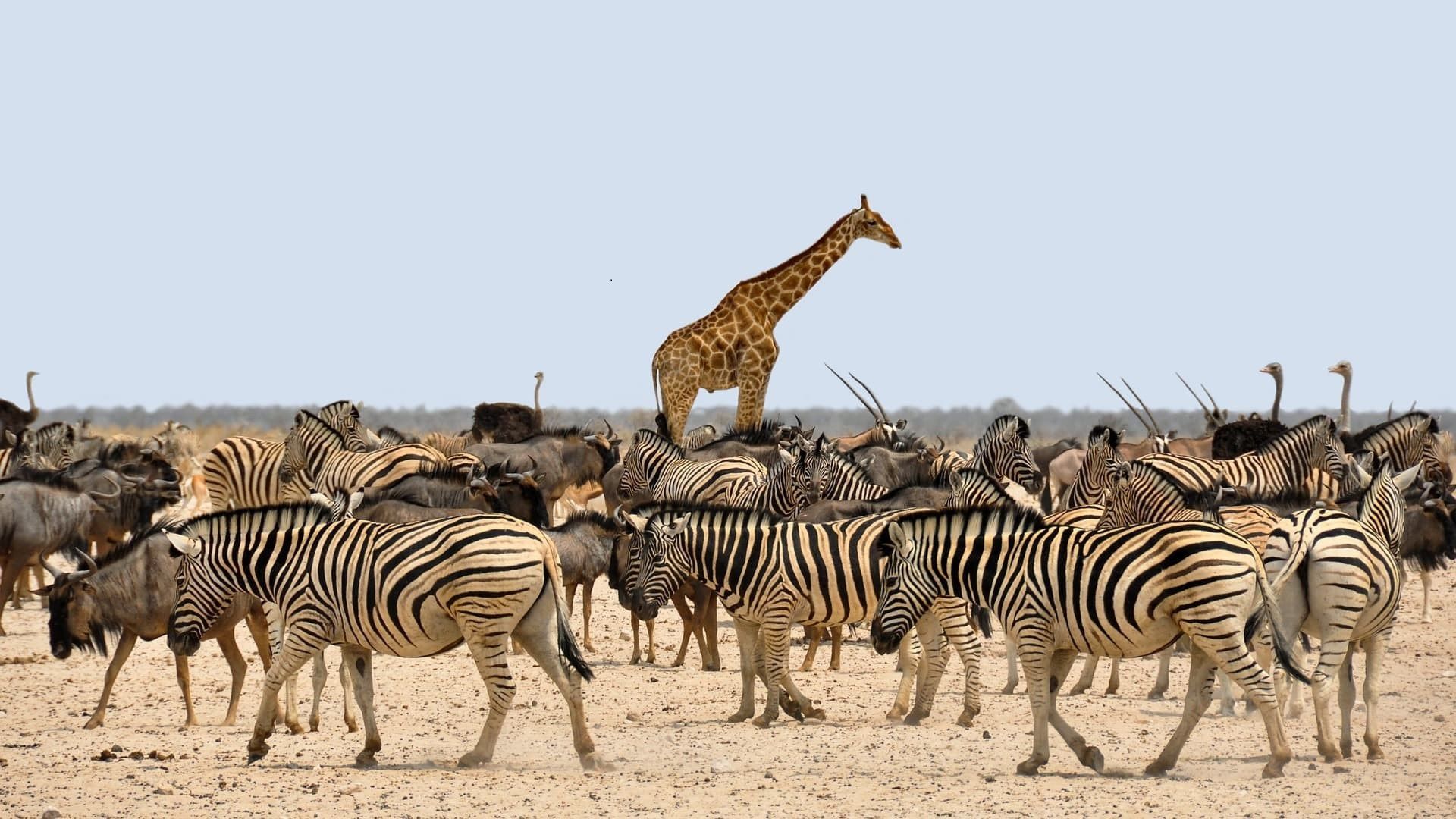 SAIO, vers un un Saio, vers un wold wild web
