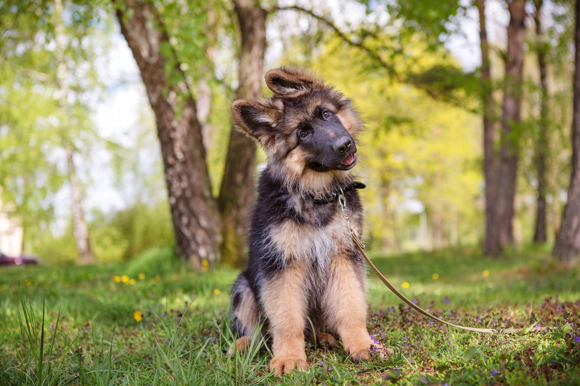 Puppy Training Tips for a Well-Behaved Companion