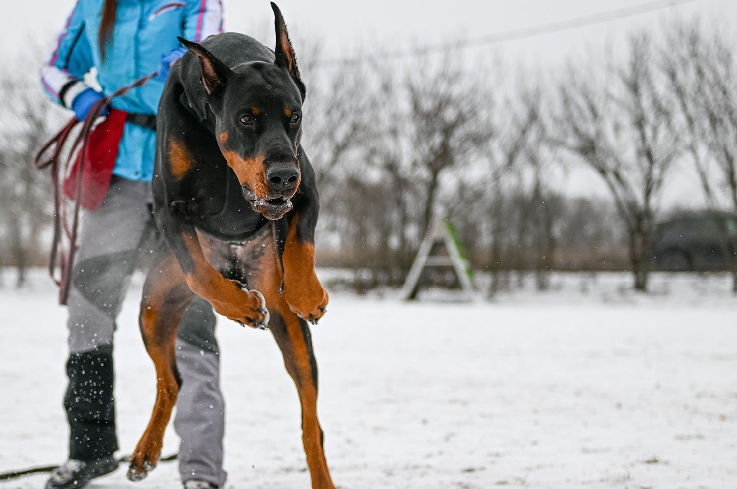 K9 Security Companies