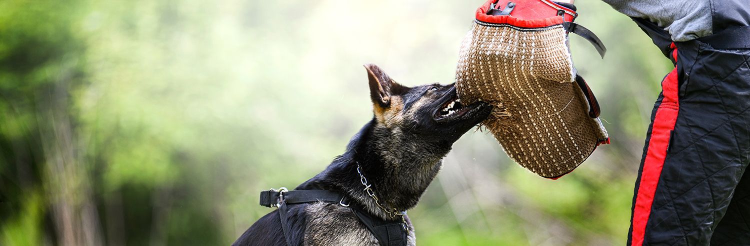 Dog Handling in Security
