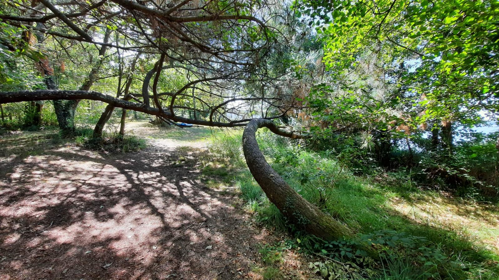 Liens amis Francois Girard - magnétiseur Liens amis
