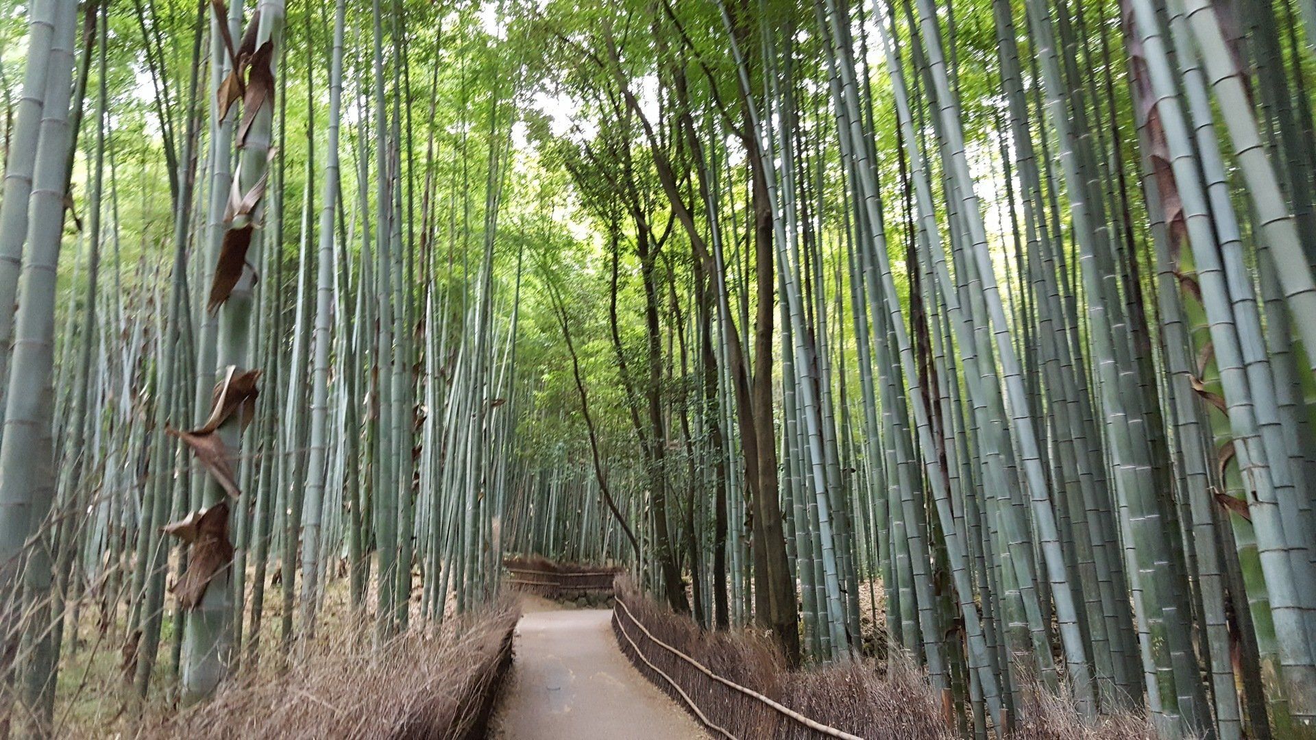 Bambuswald; Sagano; Kyoto; Arashiyama; Japan-Reise; Japan-Rundreise; Japan-Gruppenreise; Japan-Bahnreise;  Japan billig; www.japan-tours.de