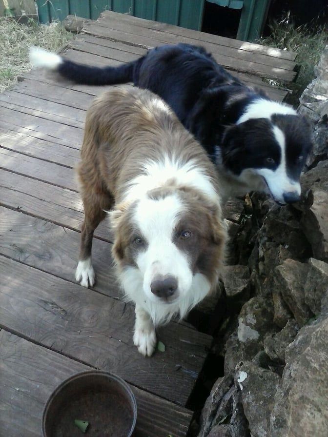 chiens bienvenus Chien bienvenus