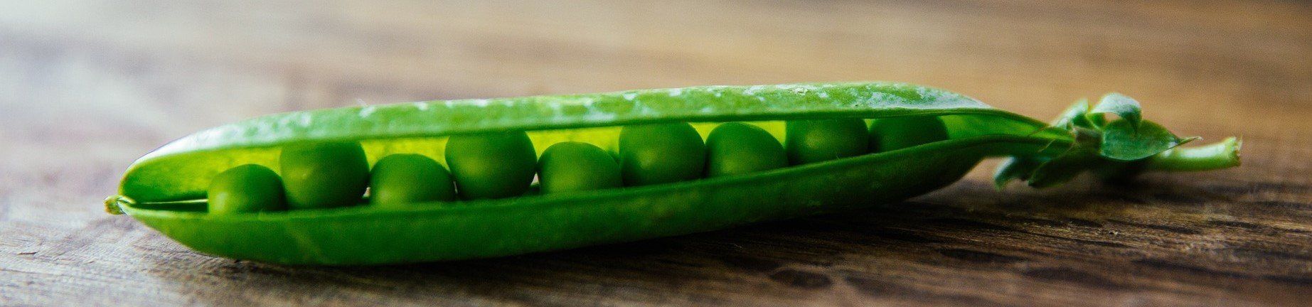 LEKTORAT ARMBRUSTER arbeitet mit professionellen Lektor:innen