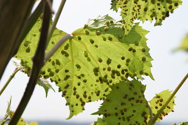 Par Joachim Schmid, Département Viticulture et Sélection, Centre de Recherche Geisenheim — Photographie personnelle, CC BY 3.0 de, https://commons.wikimedia.org/w/index.php?curid=19343463
