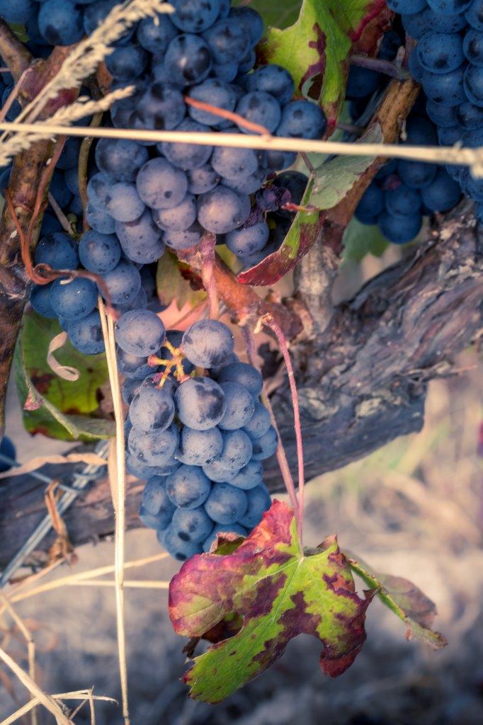 Dominique Chetcuti - 2022