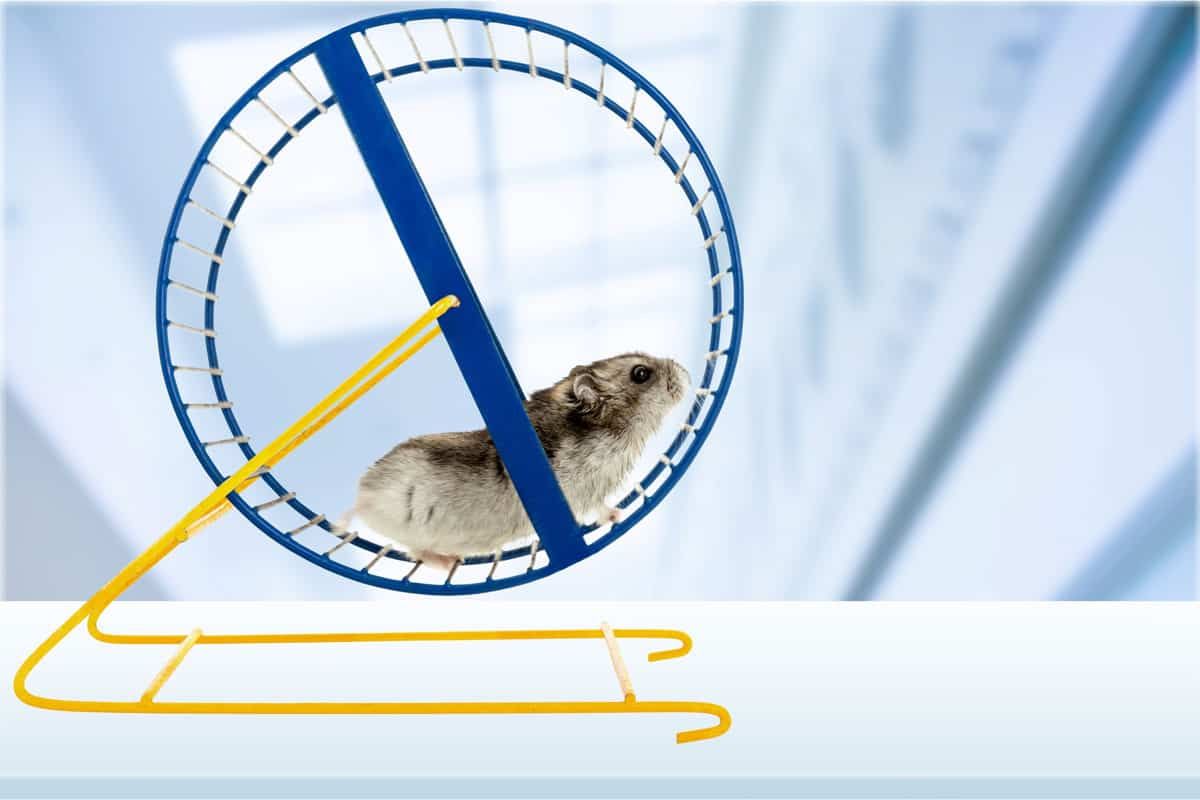 Hamster running on a blue hamster wheel set on a yellow stand.