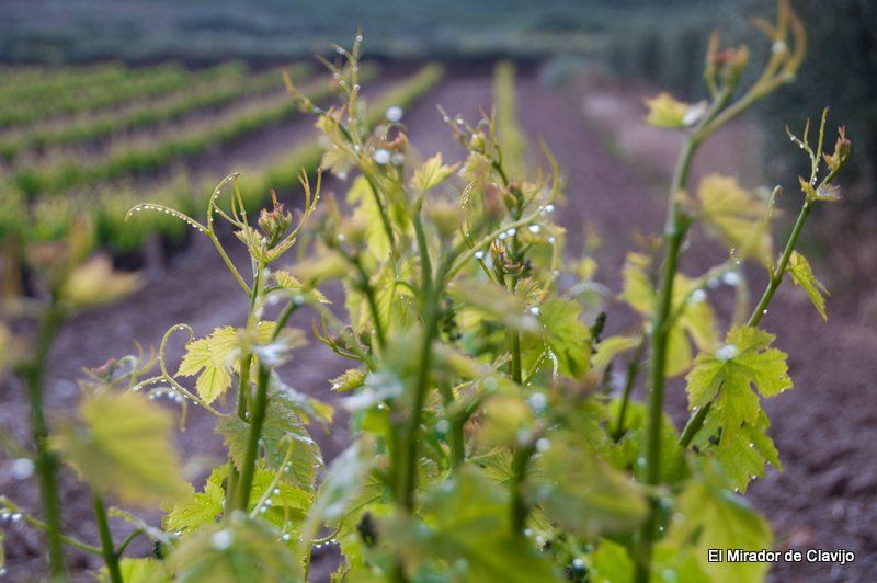 Viñedos de Rioja