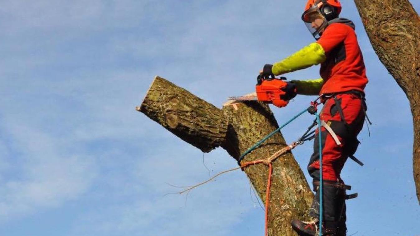 Elagueur 95 val d'oise