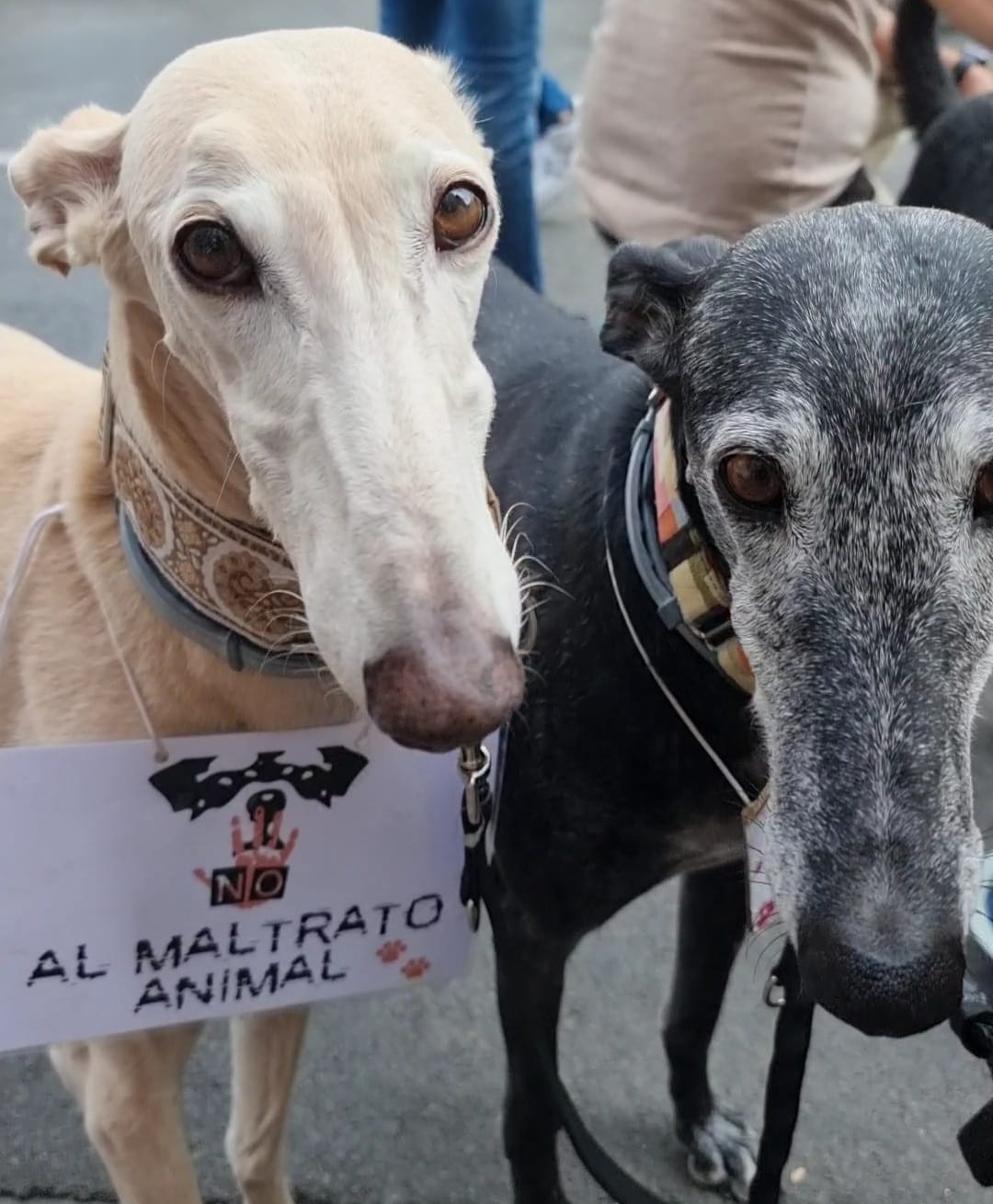 Dos galgos reclamando terminar con el maltrato animal