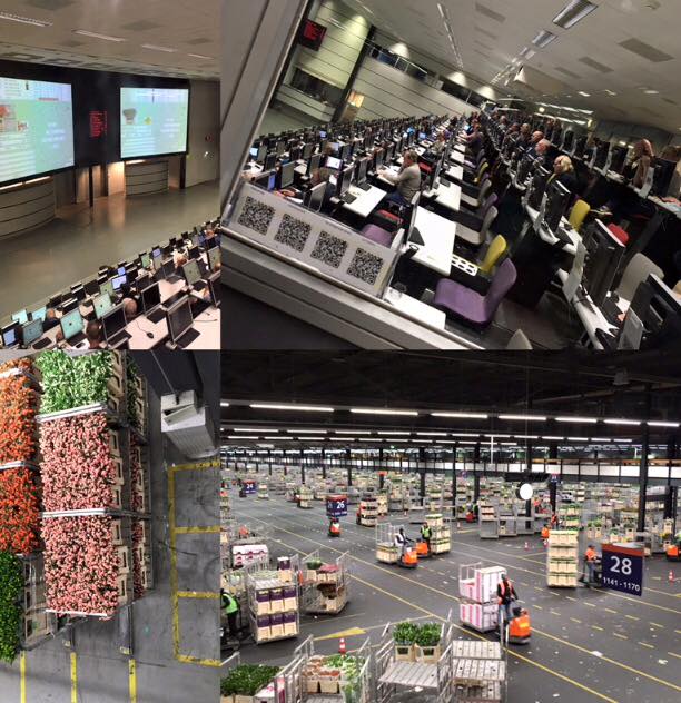 Flower Auctions in Holland