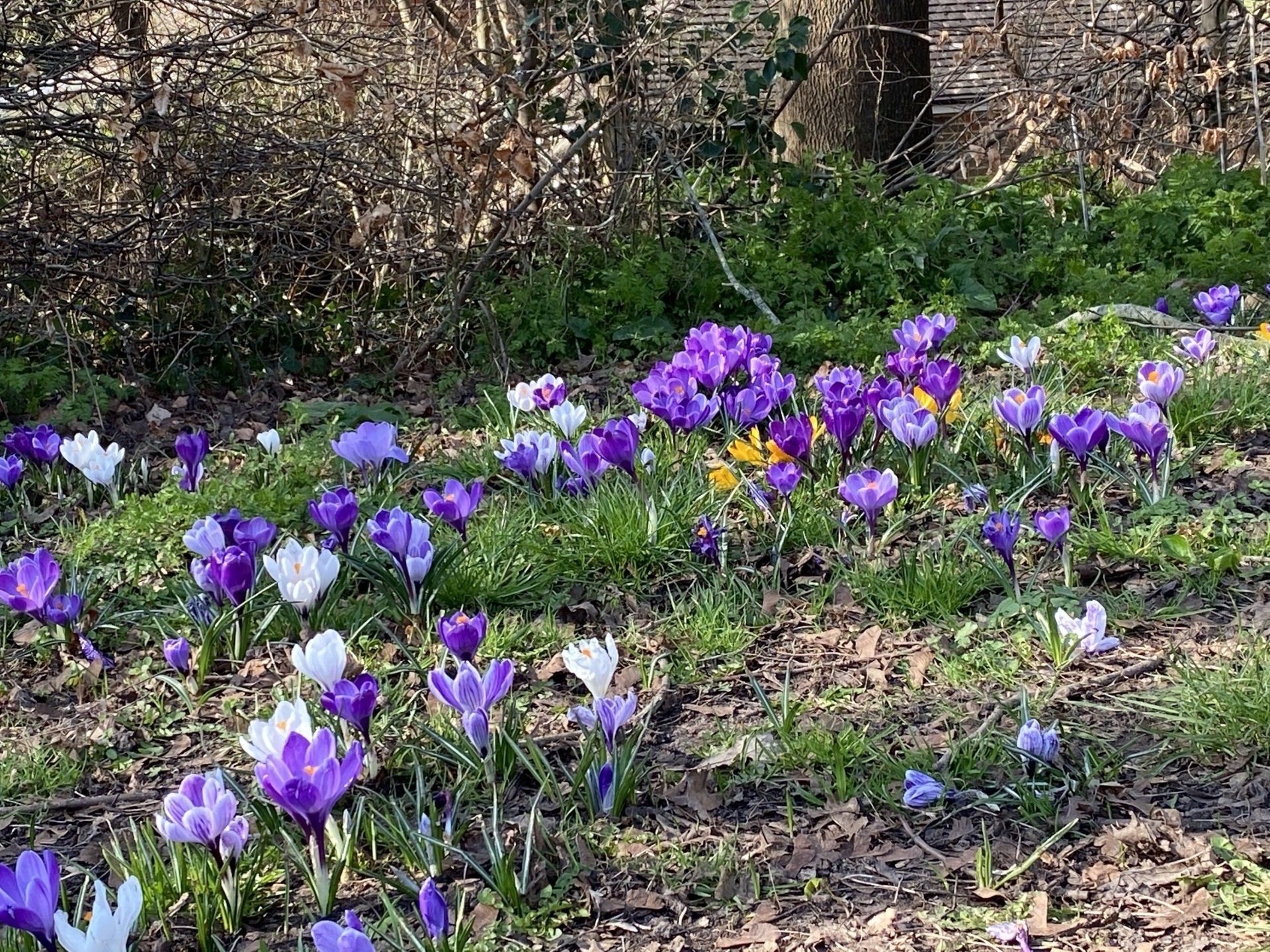 Beautiful spring flowers in the village