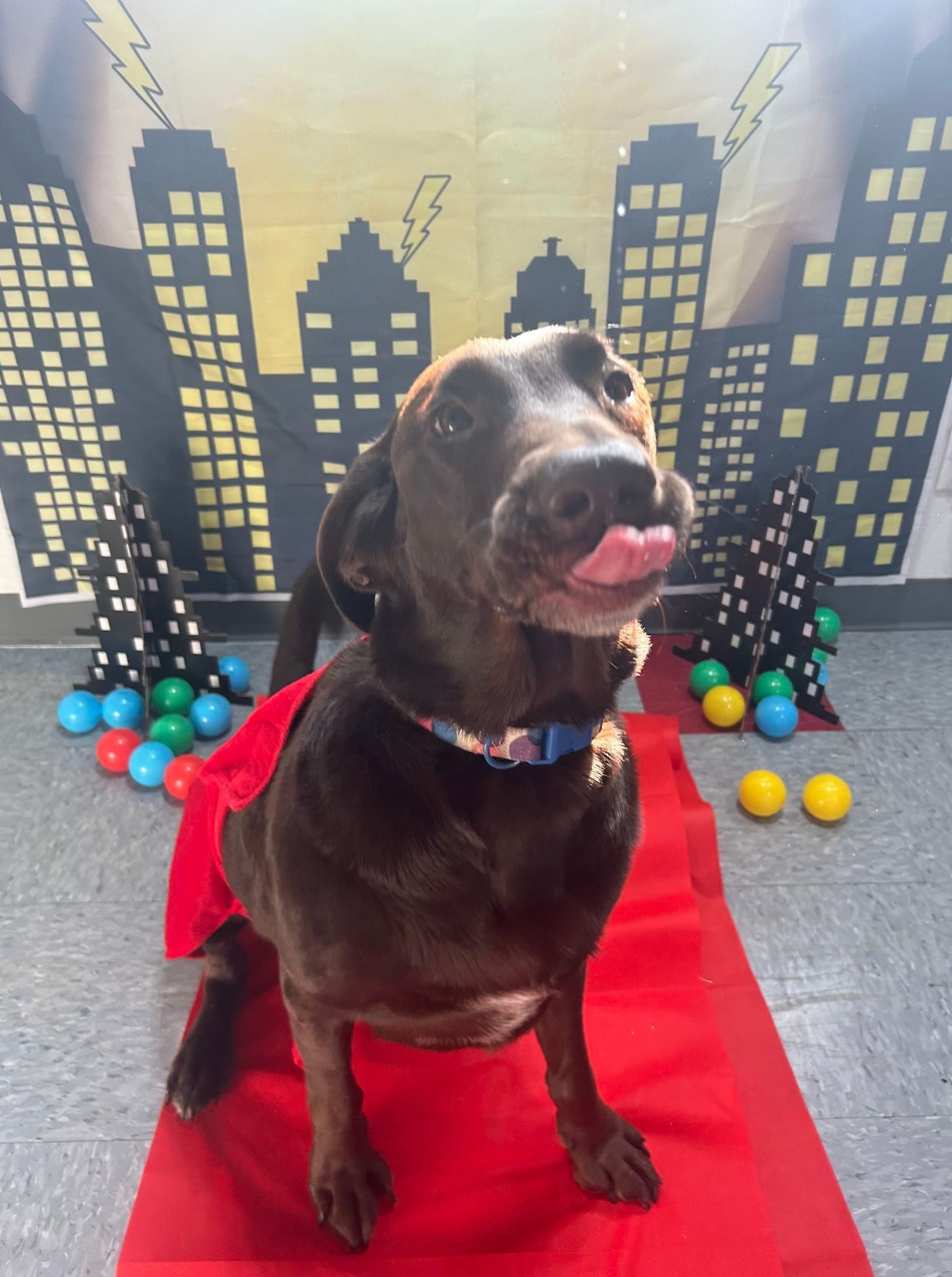 My dog Daisy dressed in a red cape as a super hero