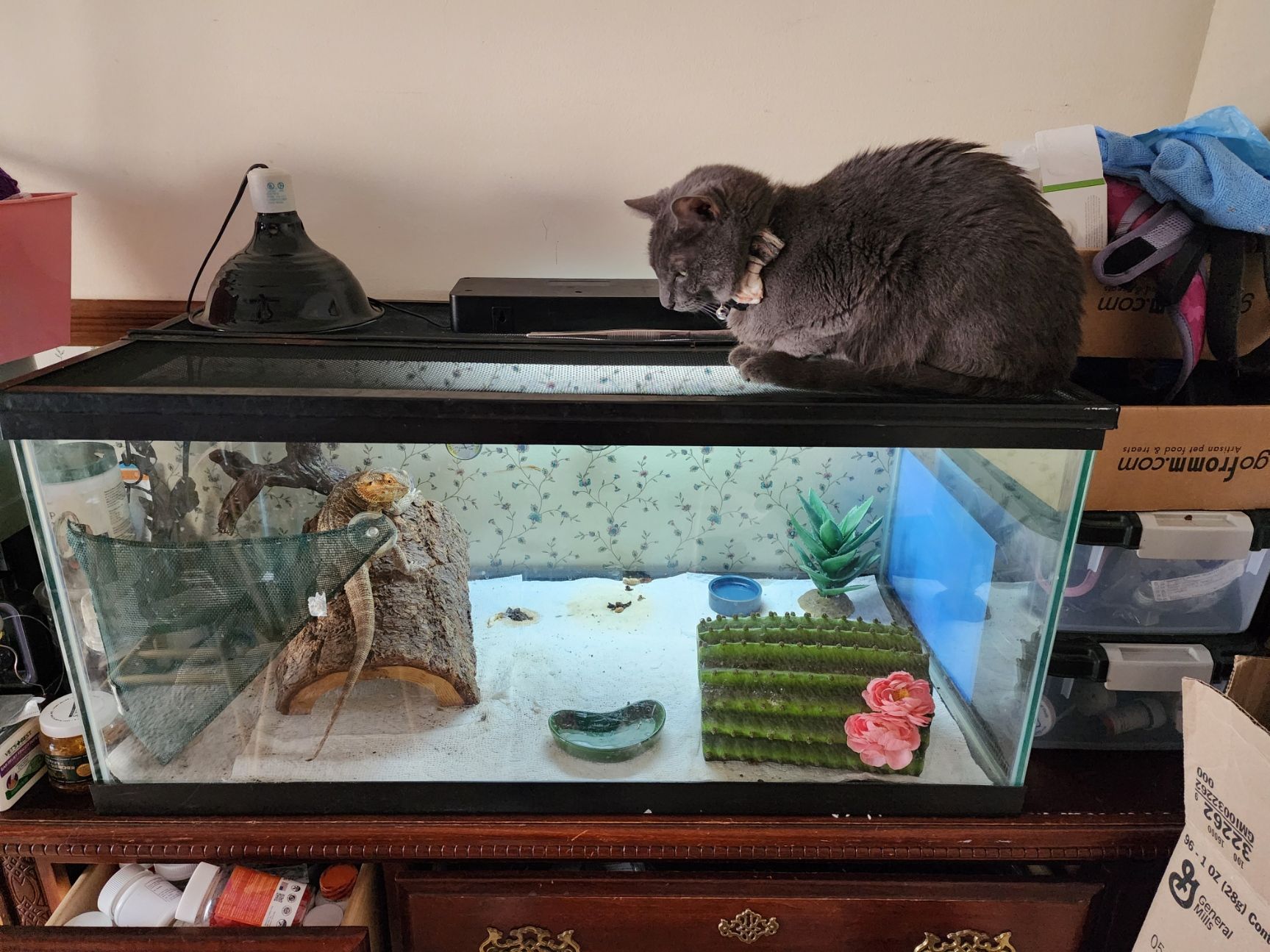 Cat on top of reptile aquarium housing a bearded dragon