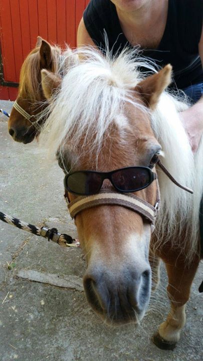 Cool Pony