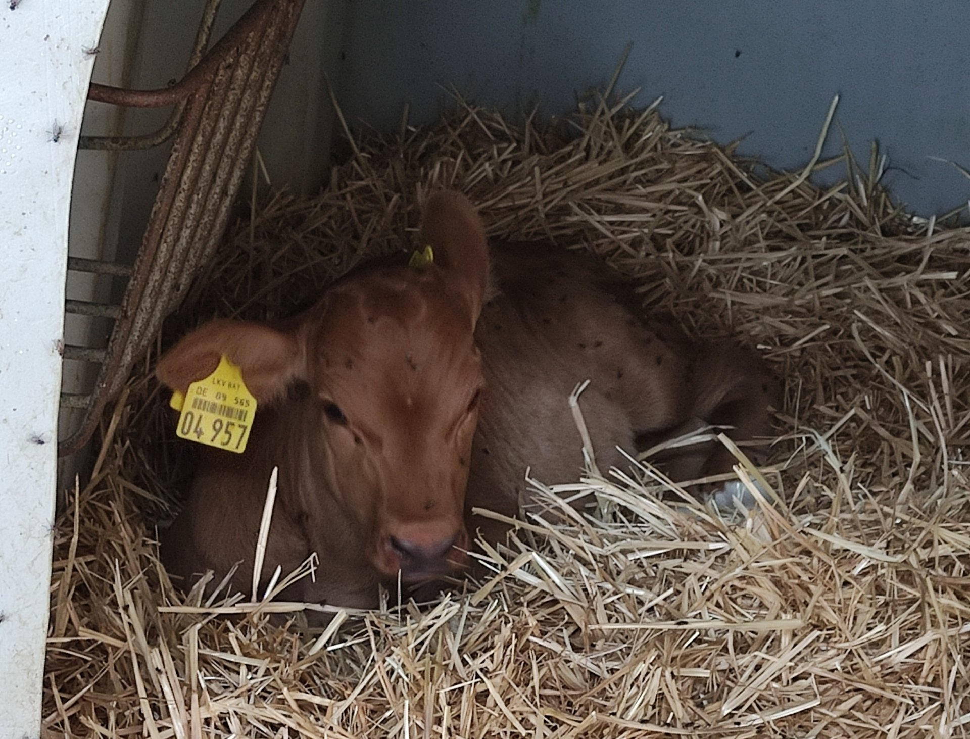 Ziegen, Ferienbauernhof