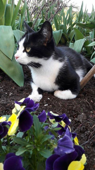 Katzen, Farm for Kids