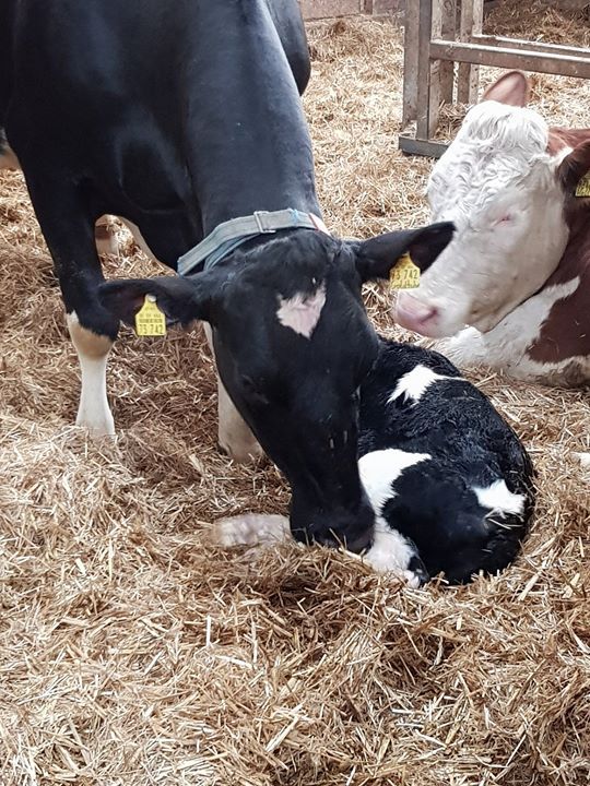 Geburten hautnah erleben, Farm for Kids