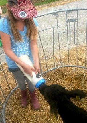 Kälbchen die Flasche geben