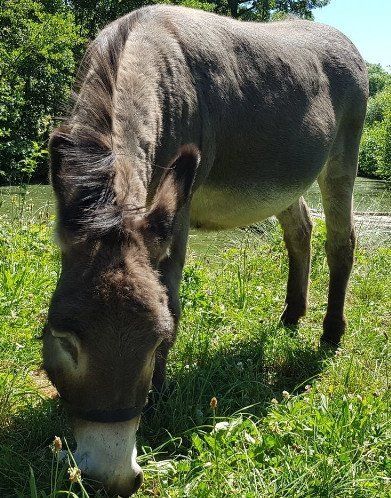 Esel, Farm for Kids