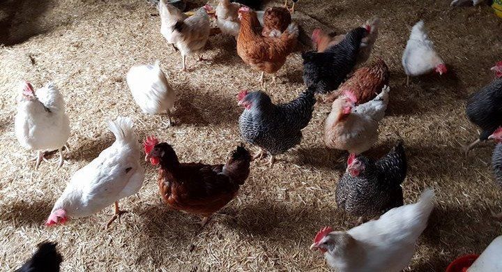 Hühner Ferienbauernhof