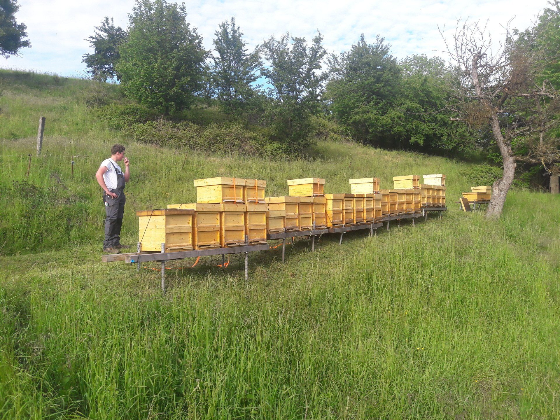 Bienenstand der Lauterbienen mit aufgesetzten Honigräumen