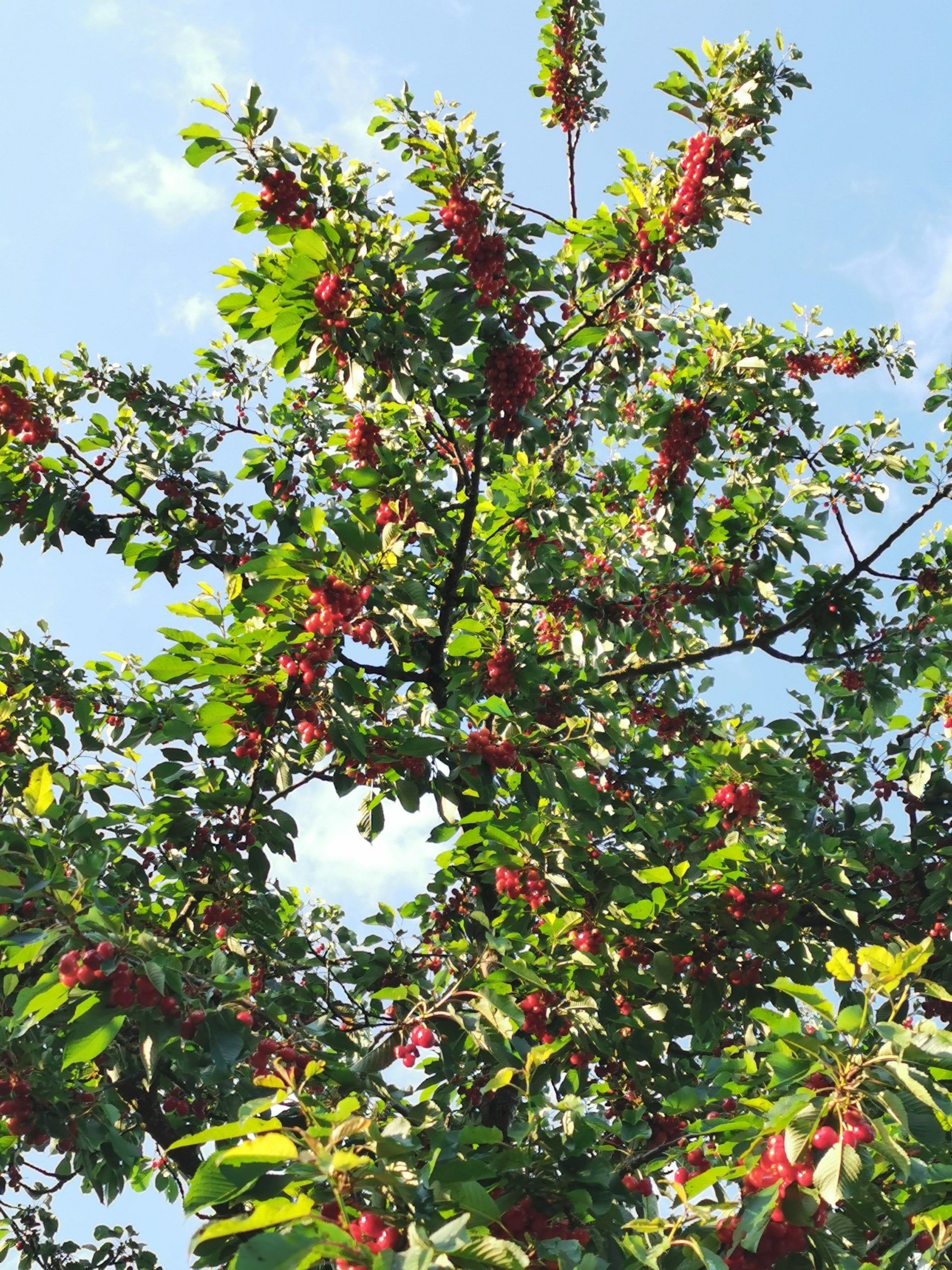 Bestäubungserfolge der Lauterbienen