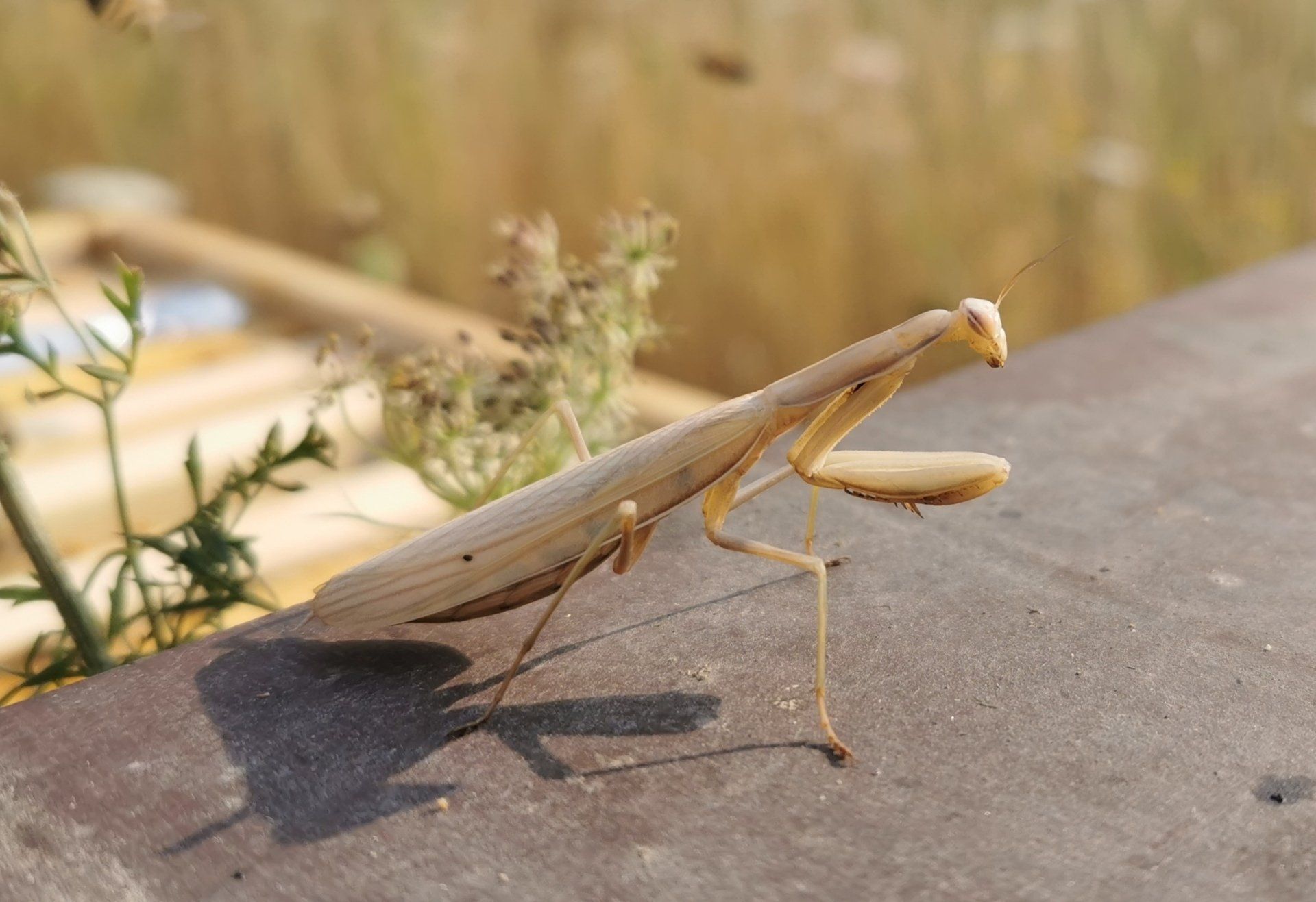 Die Lauterbienen und ein Zaungast, eine Europäische Gottesanbeterin