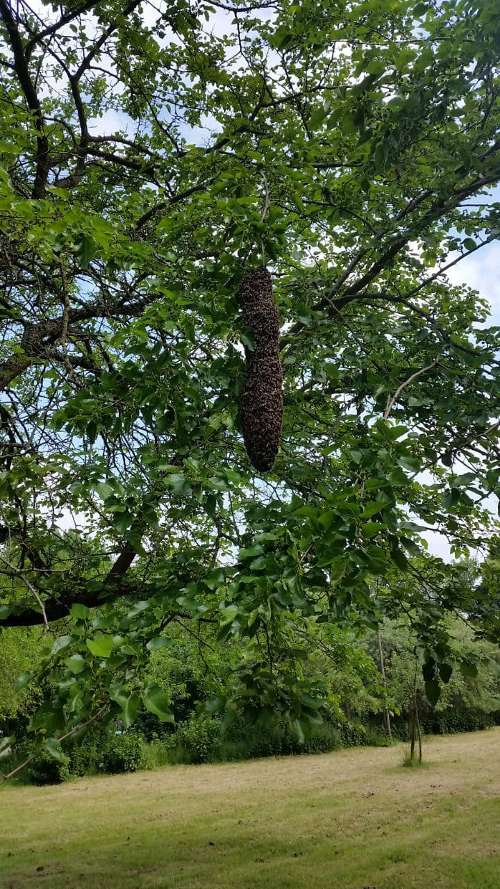 Die Lauterbienen beim Schwarmfang, Bienenschwarm im Baum